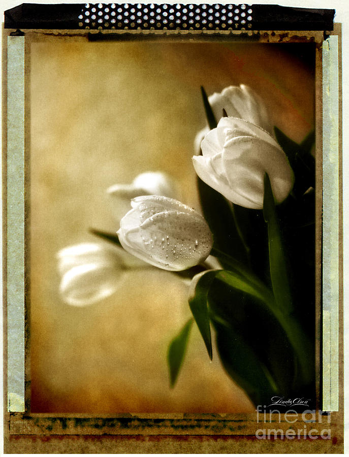 Tulip Side Sepia Photograph by Linda Olsen