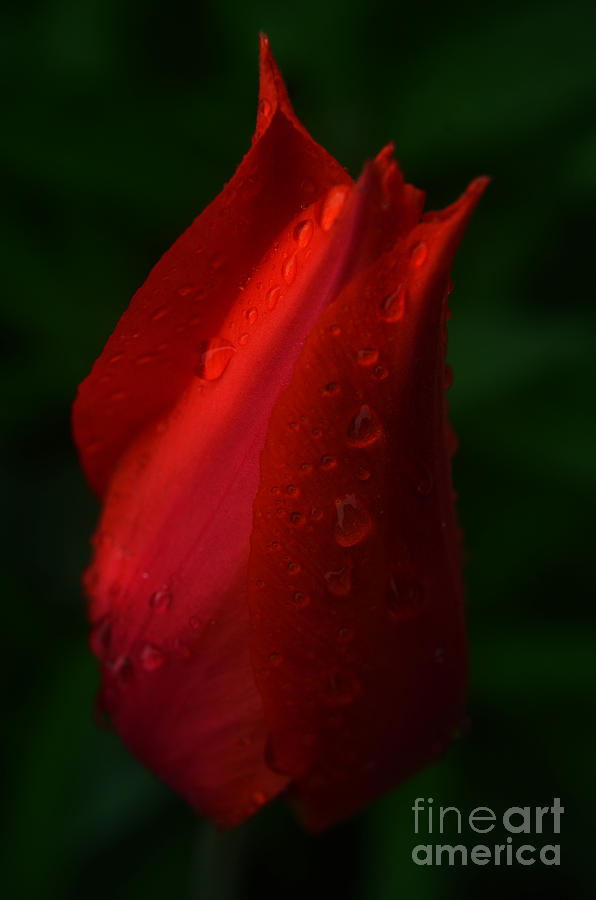 Tulip softly lit Photograph by Steve Somerville