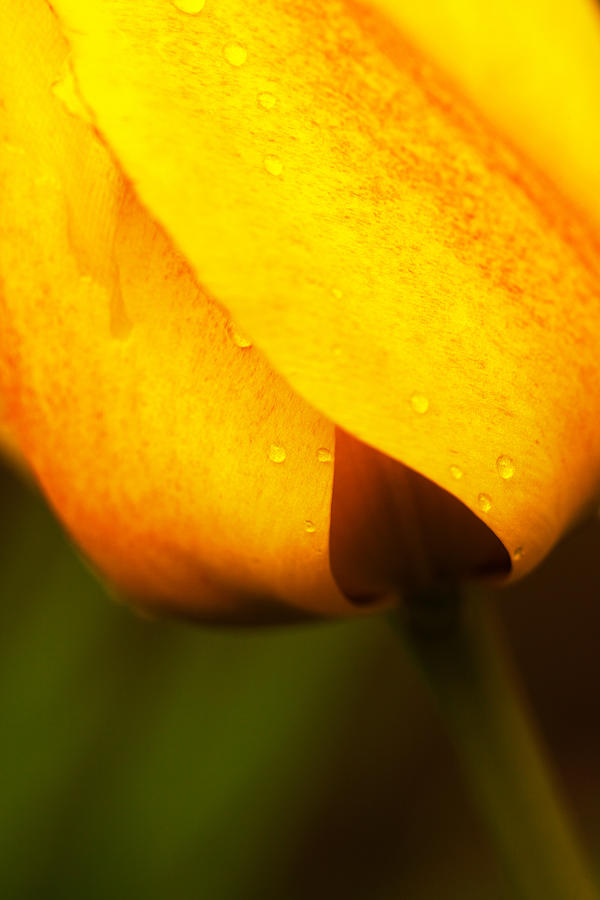 Spring Photograph - Tulip Spade by Karol Livote