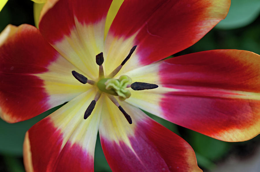 Tulip Splendor Photograph