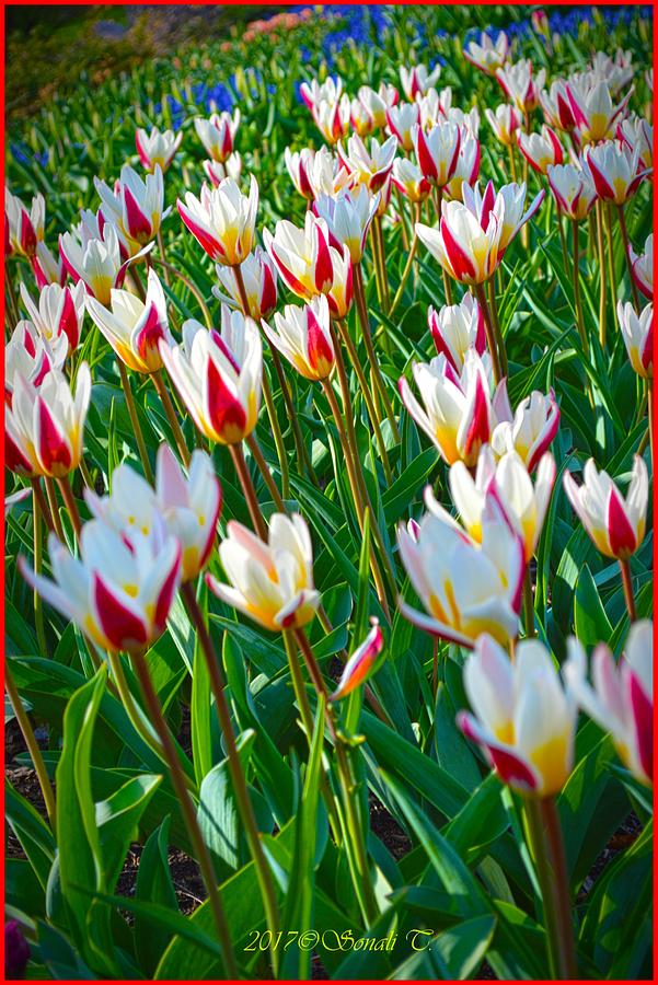 Tulip Spring Photograph by Sonali Gangane
