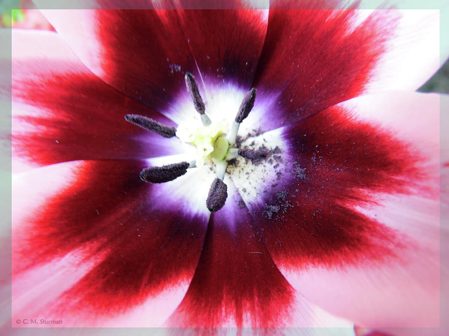 Tulip Stamen Photograph by Carol Sturman - Fine Art America