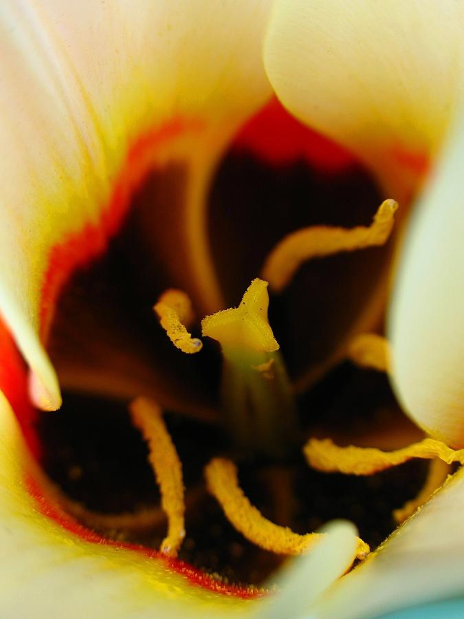 Tulip Photograph - Tulip Stamen by Juergen Roth