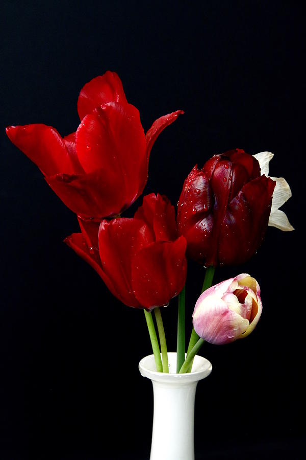 Tulip Still Life Photograph by Martina Fagan
