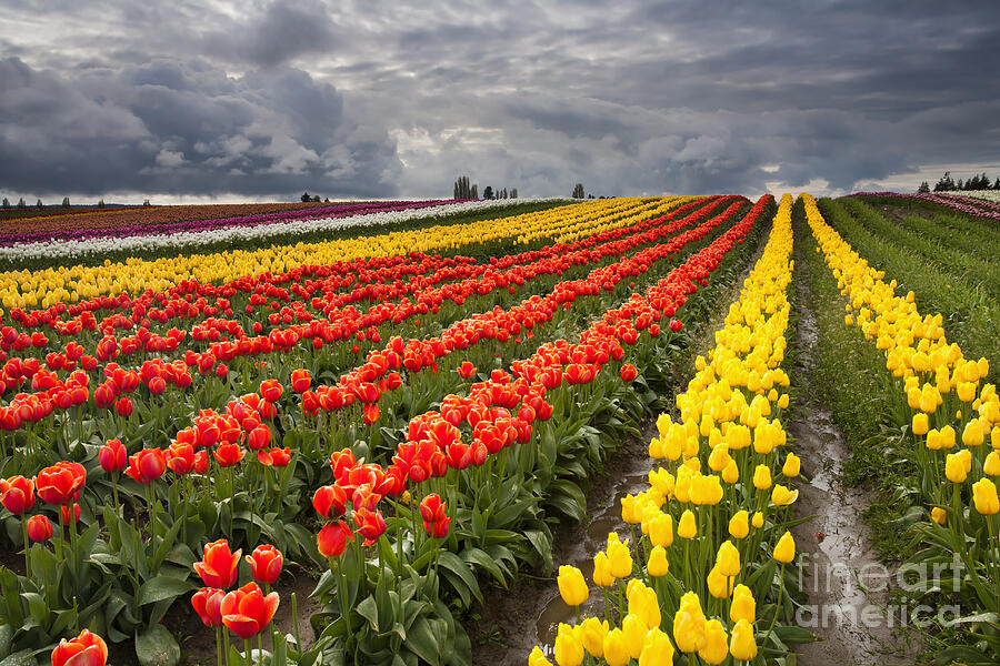 Tulip Storm Photograph by Michael Dawson - Fine Art America