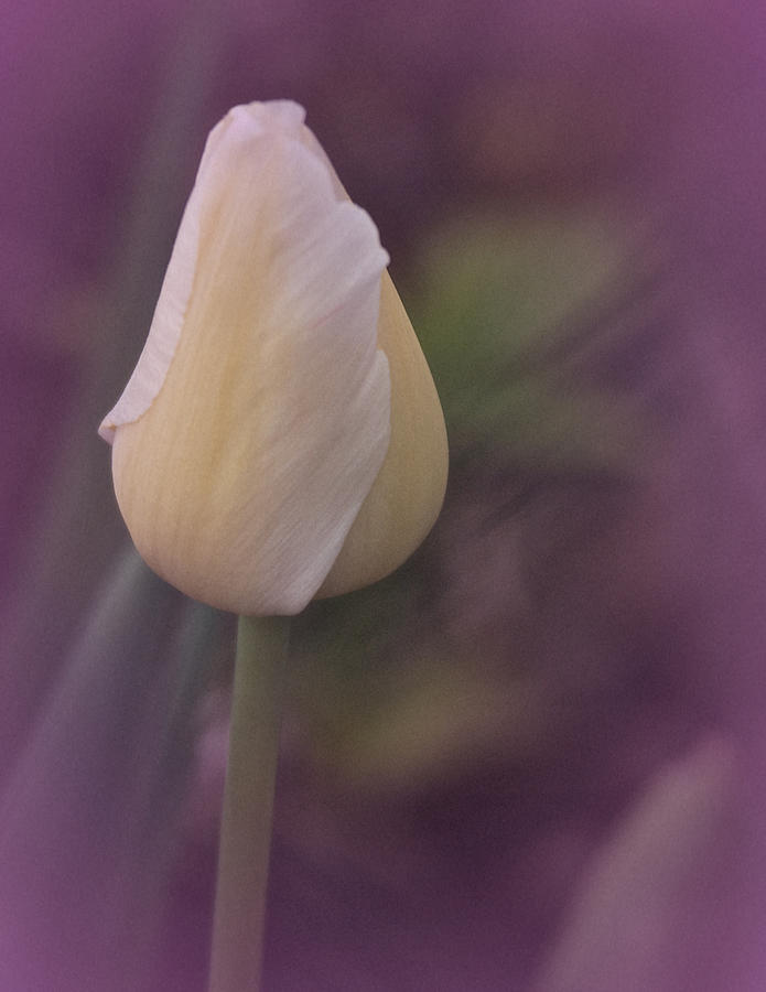 Tulip Study 2015 No. 1 Photograph by Richard Cummings