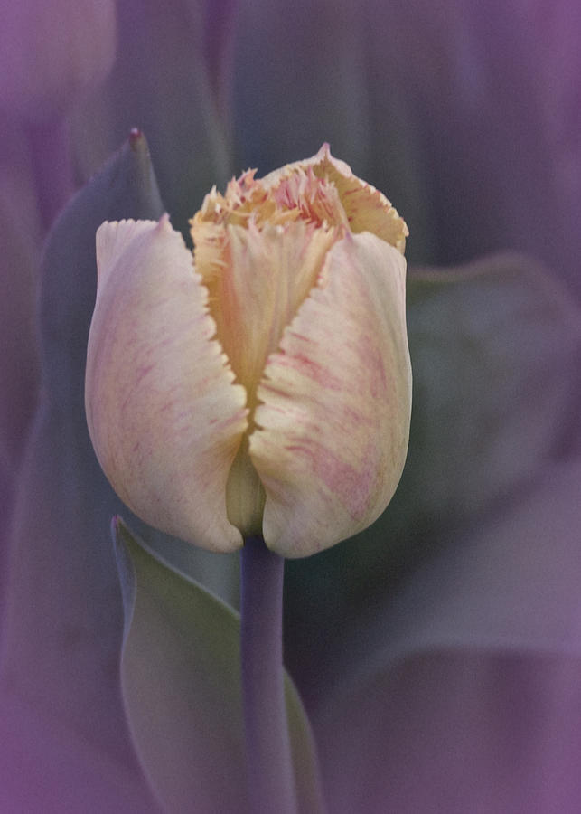 Tulip Study 2015 No. 2 Photograph by Richard Cummings