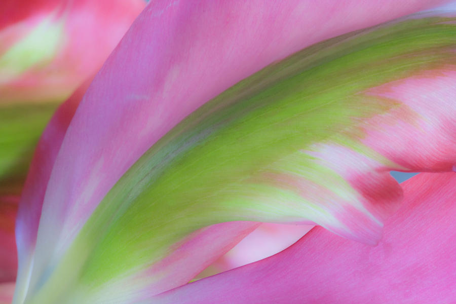Tulip Study Photograph by Marla Craven