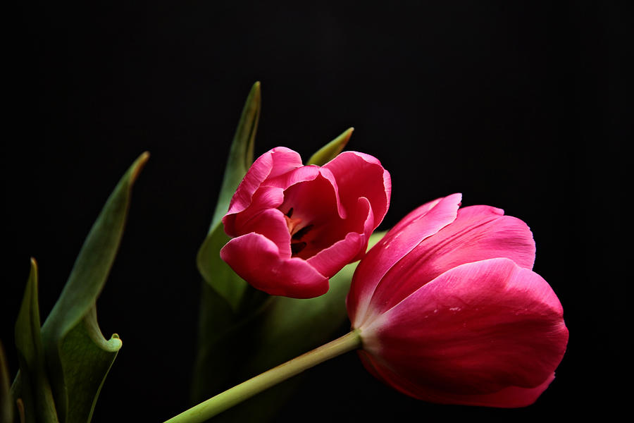 Tulip Study Photograph by Toni Hopper