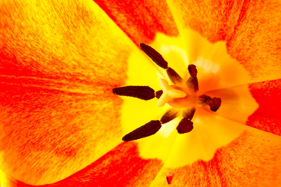Tulip Sun 2 Photograph by Edward Myers
