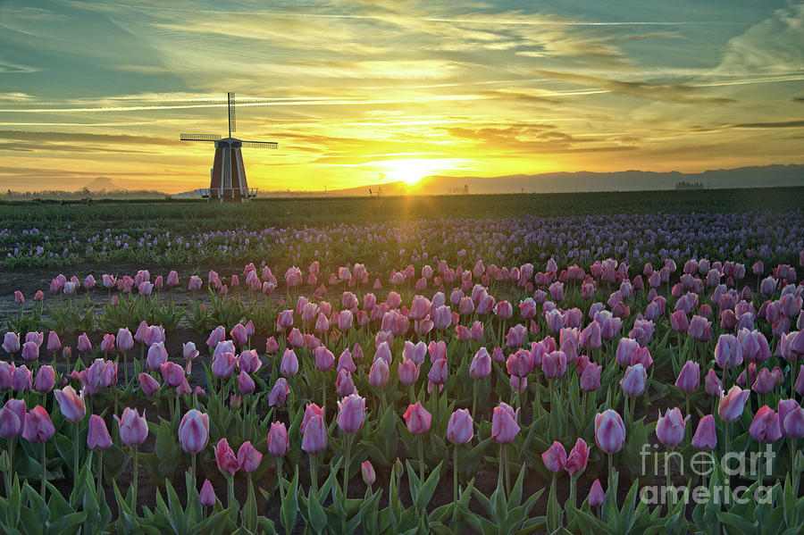 Tulip Sunrise Photograph by Craig Leaper