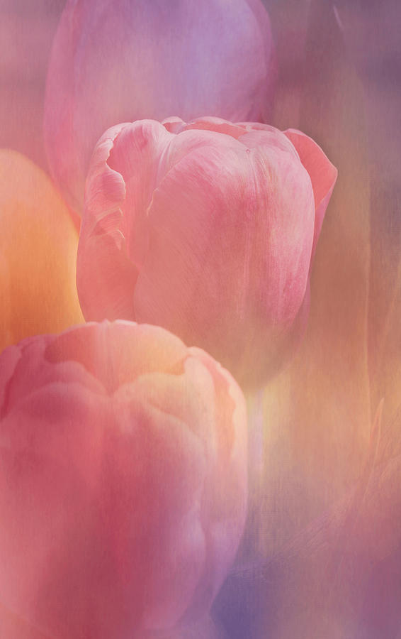 Spring Photograph - Tulip Sunshine by Arlene Carmel