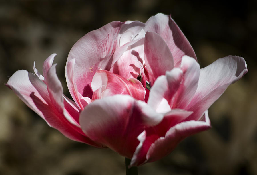 Spring Photograph - Tulip Surprise by Teresa Mucha