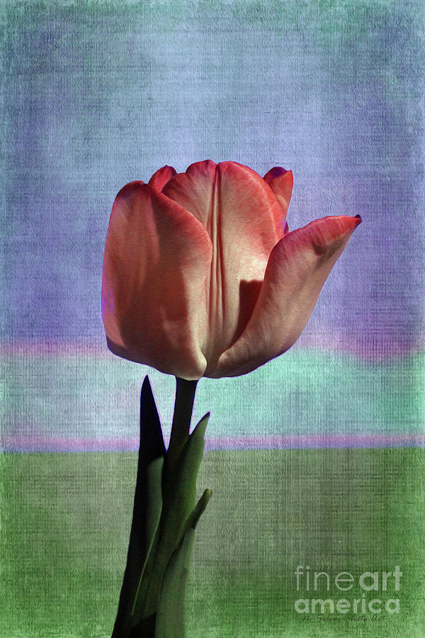 Tulip Surreal Photograph by Nina Silver