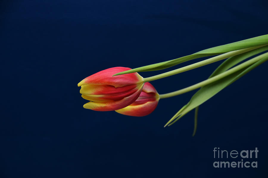 Flowers Photograph - Tulip Tandem by Vicki Minor Flowers Photograph - Tulip Tandem by Vicki Minor