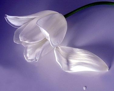 White Tulip Photograph - Tulip Tear by Richard Nodine White Tulip Photograph - Tulip Tear by Richard Nodine