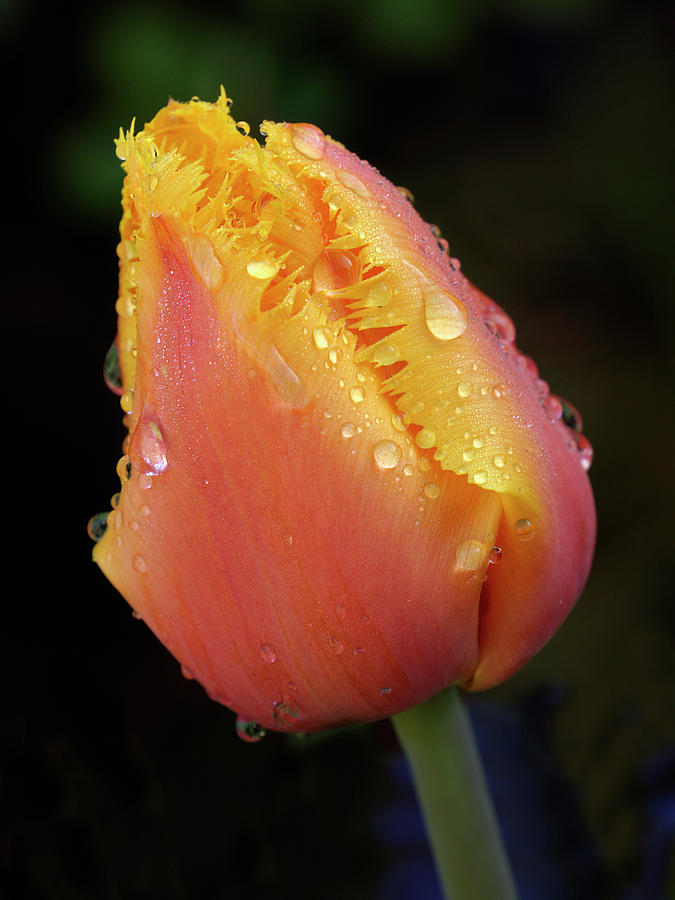 Tulip Tears Photograph by Inge Riis McDonald