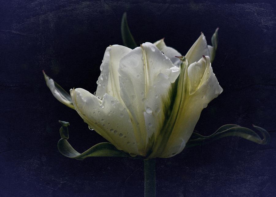 Tulip Tears Photograph by Richard Cummings