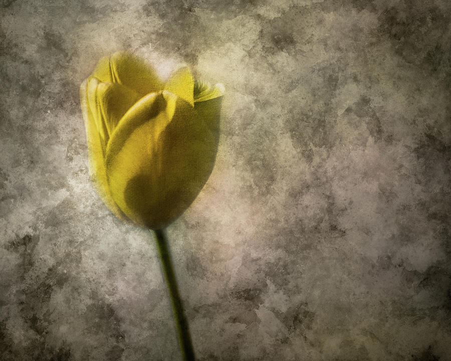 Tulip Texture Photograph by Michael Arend - Fine Art America