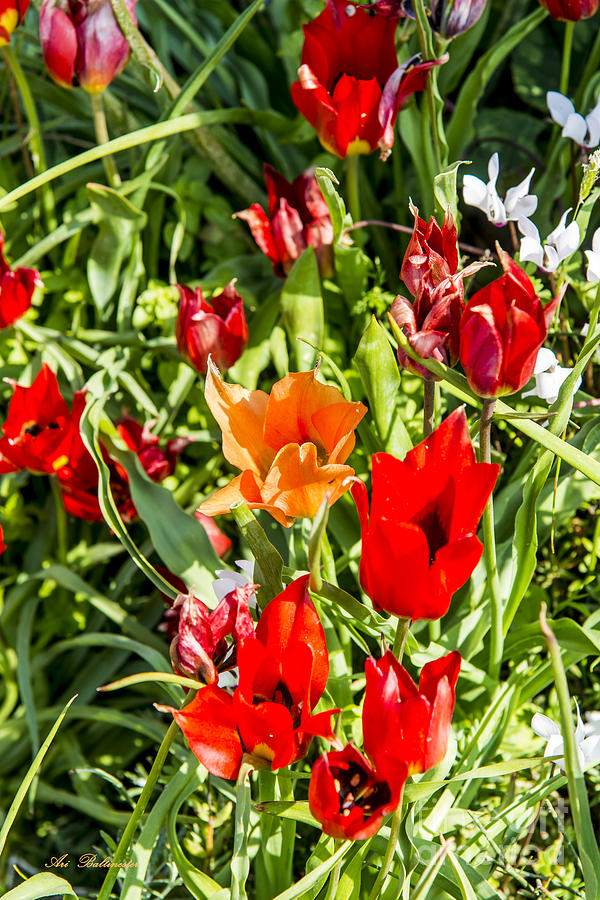 Tulip - The orange one 03 Photograph by Arik Baltinester