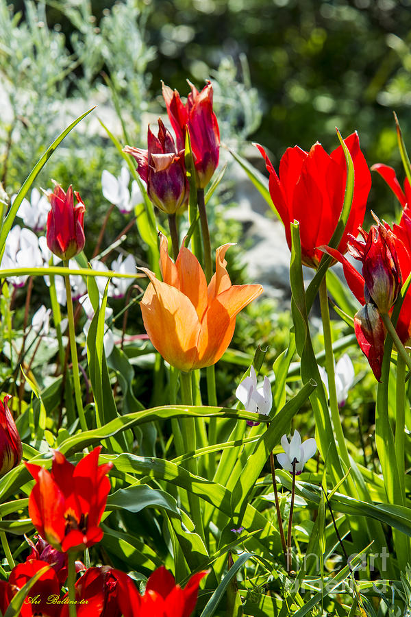 Tulip - The orange one Photograph by Arik Baltinester