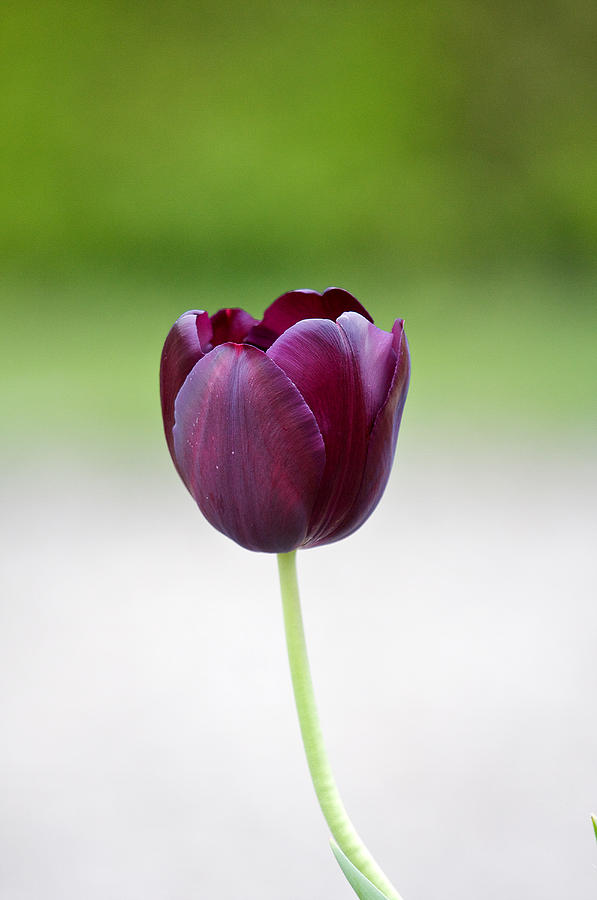 Flowers Still Life Photograph - Tulip by Theo Tan