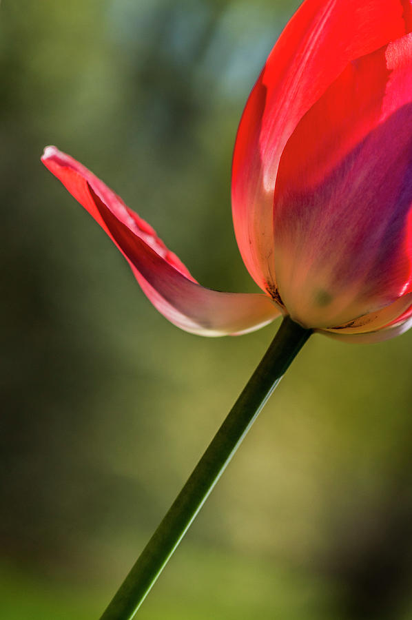 Tulip Tilt Photograph by Ginger Stein