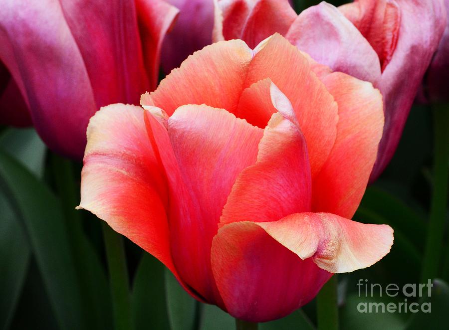 Tulip Time Photograph by Cindy Manero