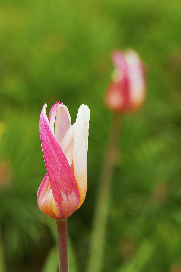 Tulip time Photograph by Garden Gate magazine