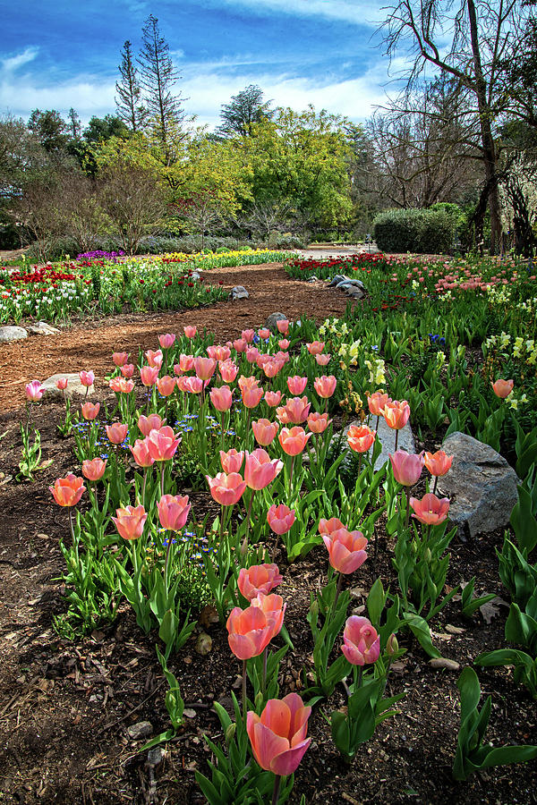 Tulip Time in the Garden Photograph by Lynn Bauer