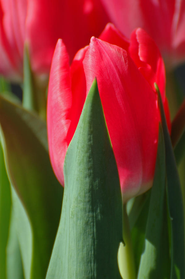 Tulip Time Photograph by Jean Booth