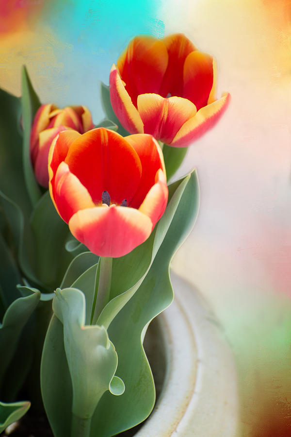 Tulip Time Photograph by Lynn Bauer