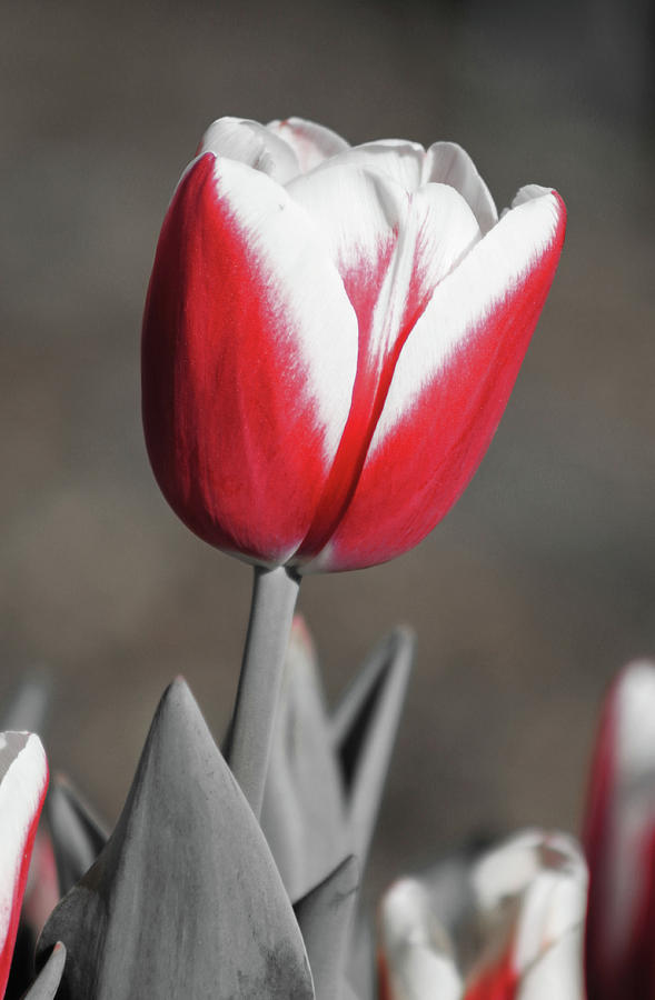 Tulip - Timeless Photograph by Pamela Critchlow