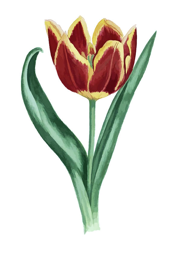 Tulip Digital Art by Tom Prendergast