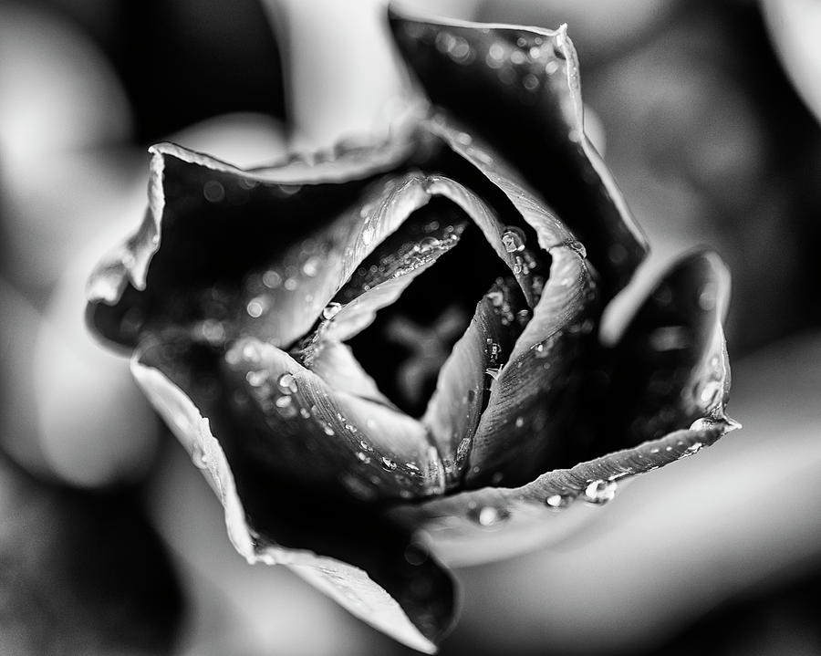 Tulip top down look in black and white Photograph by Vishwanath Bhat