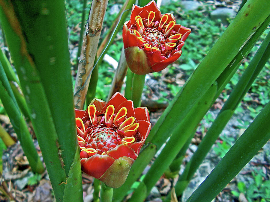 Tulip Torch Ginger near Quepos, Costa Rica Photograph by Ruth Hager