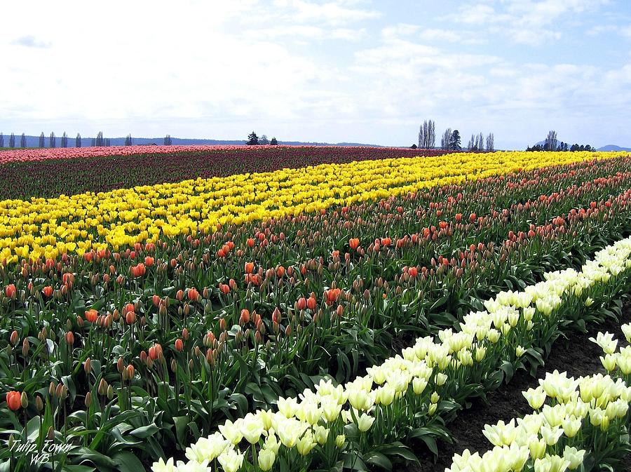 Tulip Town 11 Photograph by Will Borden