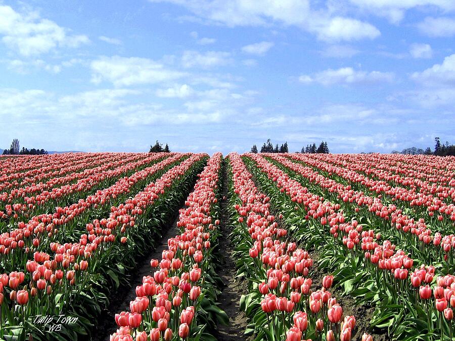 Tulip Town 12 Photograph by Will Borden