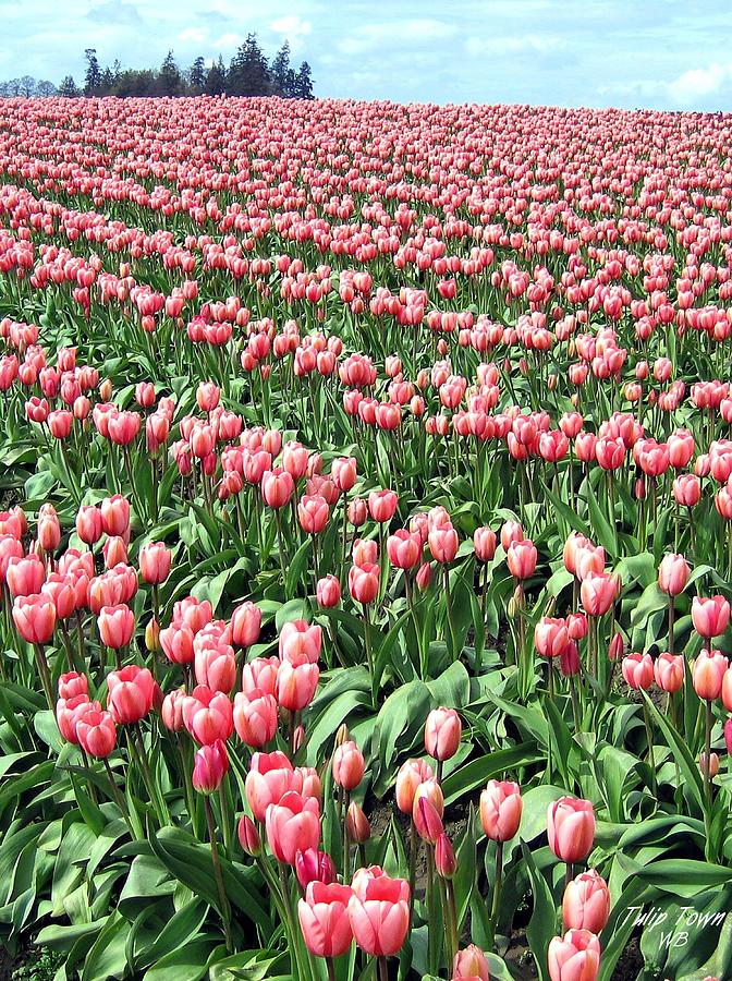 Tulip Town 14 Photograph by Will Borden