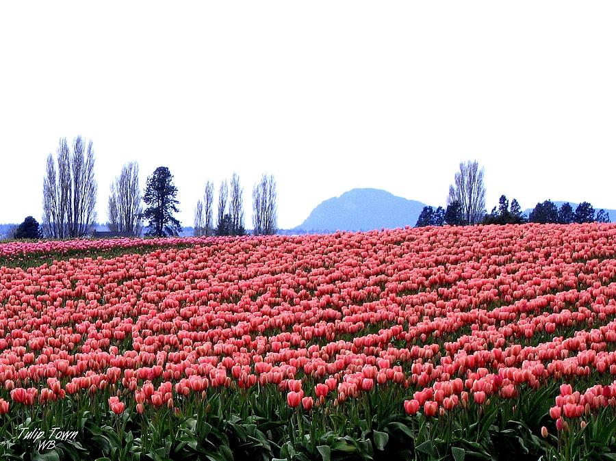 Tulip Town 3 Photograph by Will Borden