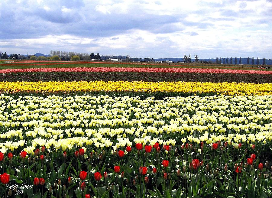 Tulip Town 4 Photograph by Will Borden