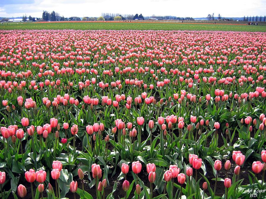 Tulip Town 5 Photograph by Will Borden