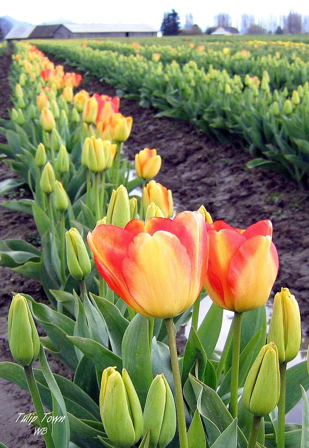 Tulip Town 6 Photograph by Will Borden
