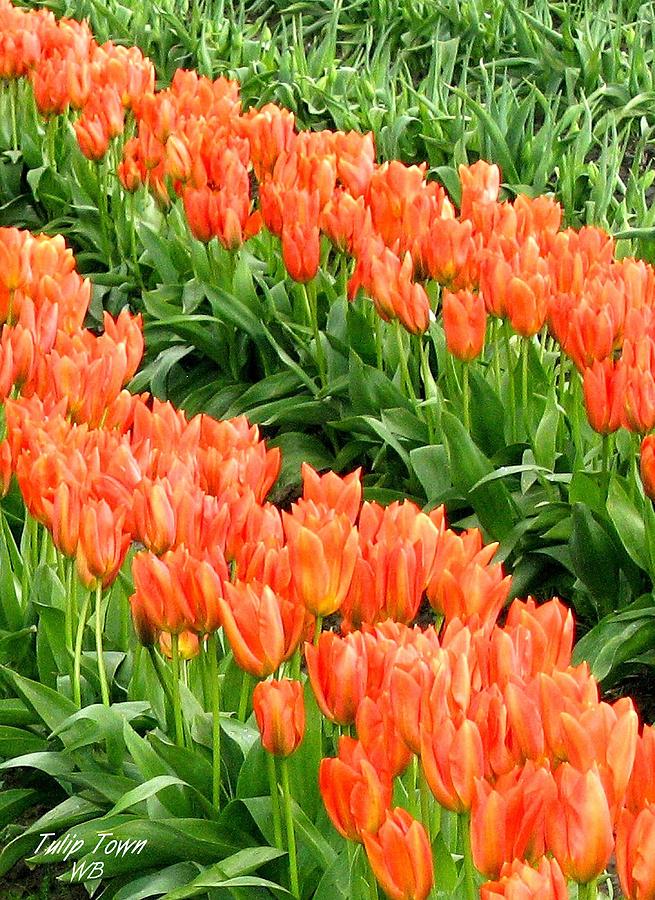 Tulip Town 7 Photograph by Will Borden