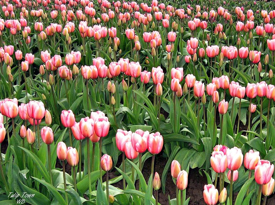 Tulip Town 8 Photograph by Will Borden