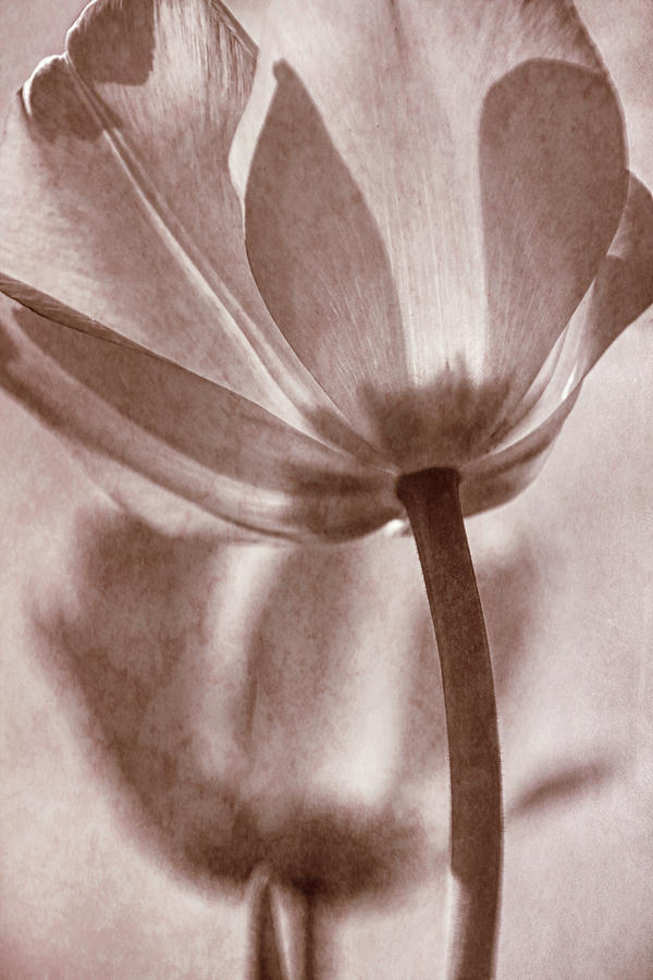 Tulip Transparency I Photograph by Leda Robertson