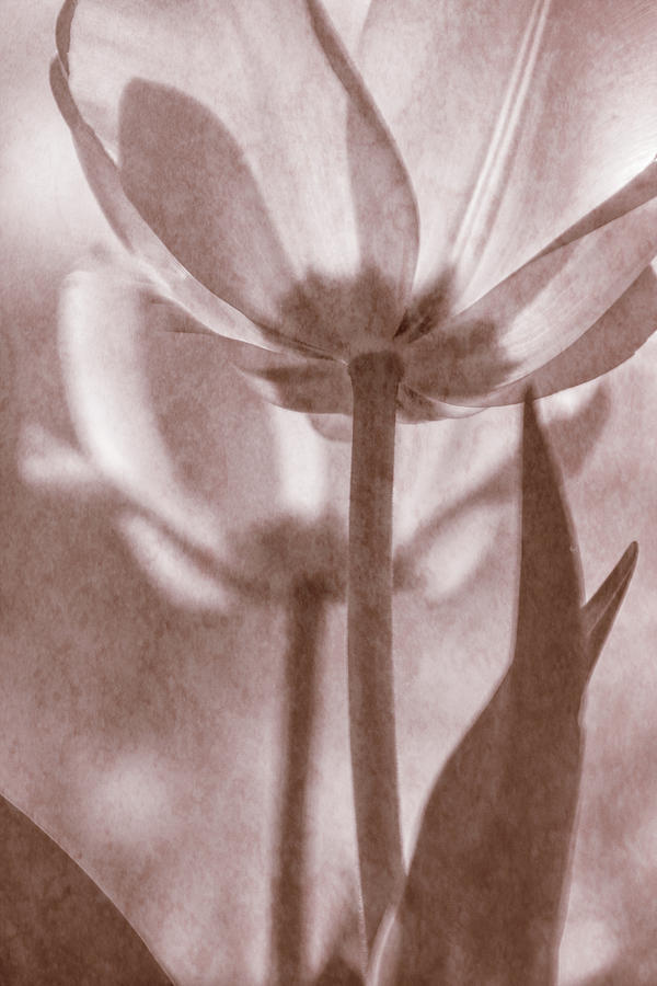 Tulip Transparency II Photograph by Leda Robertson