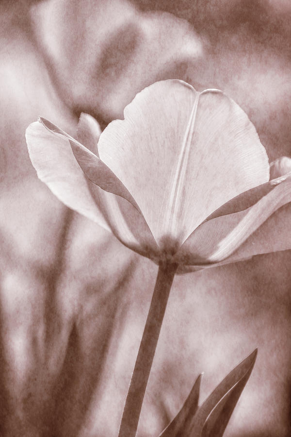 Tulip Transparency III Photograph by Leda Robertson