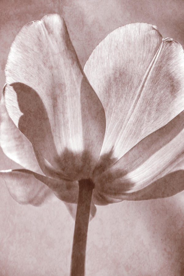 Tulip Transparency IV Photograph by Leda Robertson