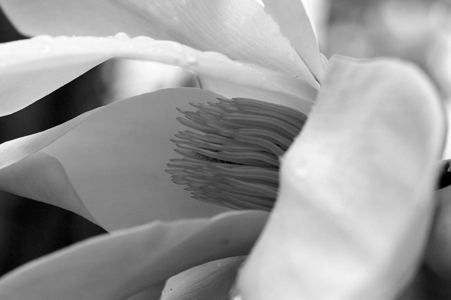 Tulip Tree Bloom Photograph by Scott Gould Tulip Tree Bloom Photograph by Scott Gould